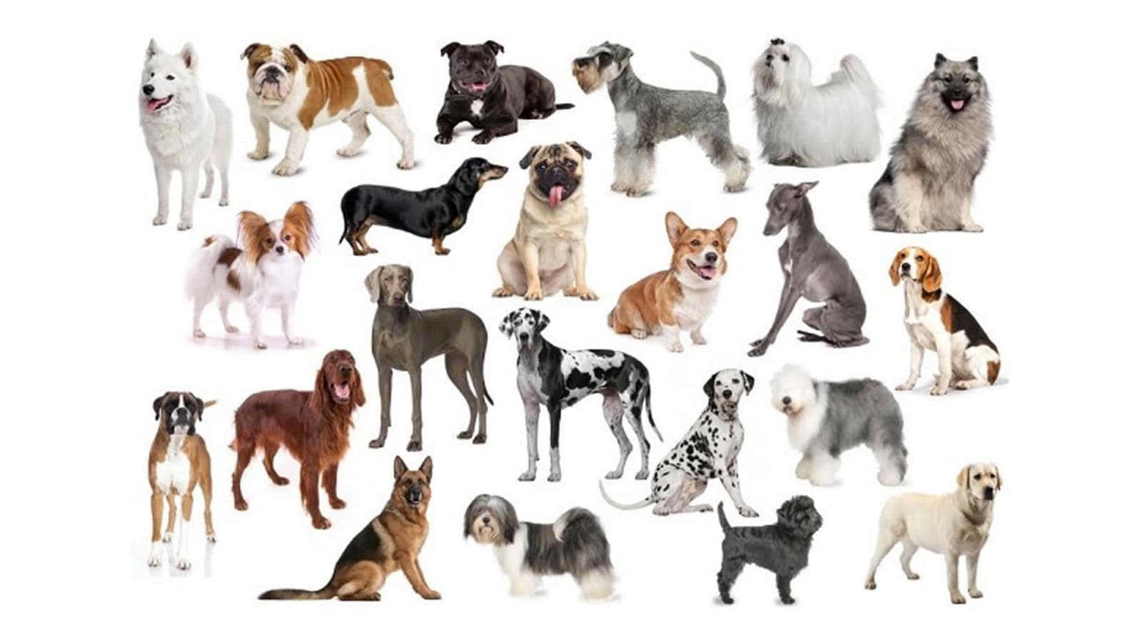 современные породы собак с фотографиями и названиями